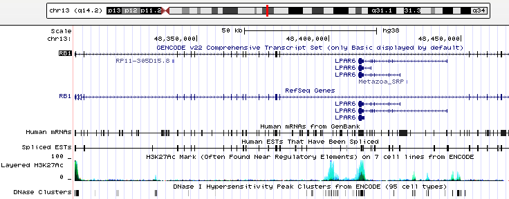 Rb1 gene on Chromsome 13.